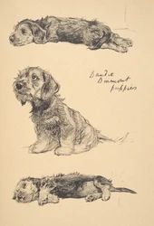 Dandie Dinmont Welpen, 1930, Illustrationen aus seinem Skizzenbuch verwendet für 
